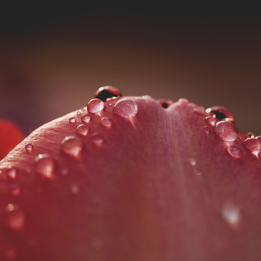 A dark, cinematic macro photograph of clear, heavy mist droplets dlinging to the curved edge of a deep rose petal cast in velvety shadows.