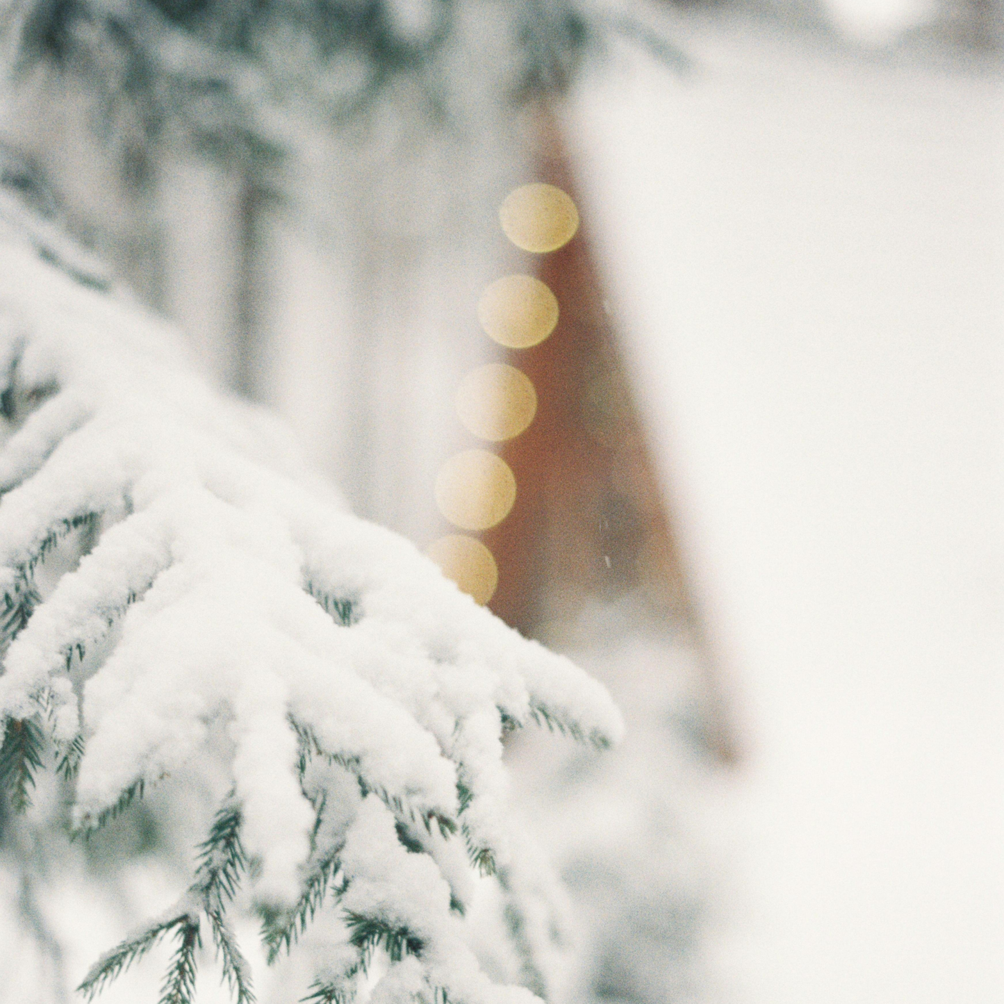 Winter Reigns