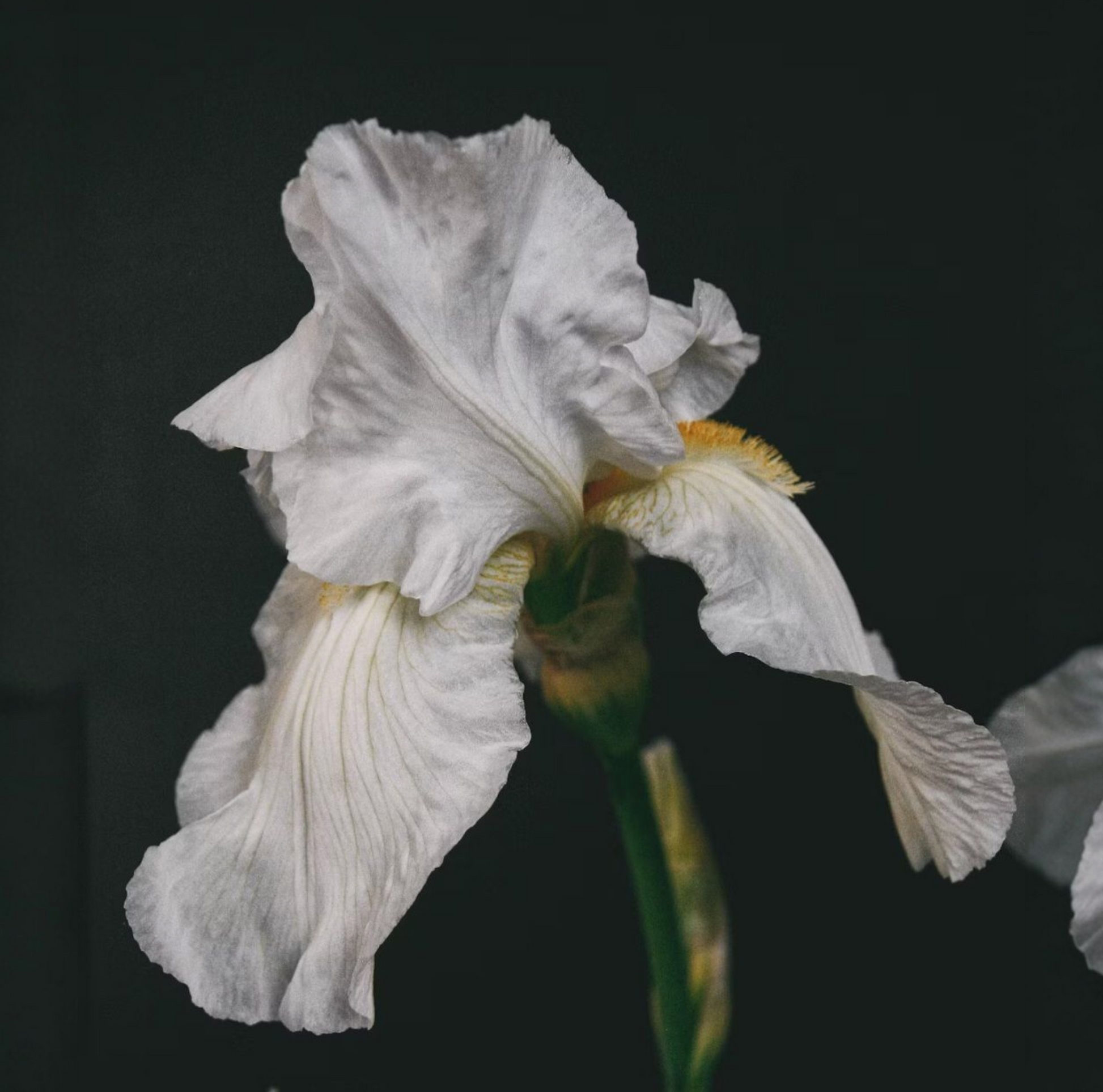 White iris flower against a black background
