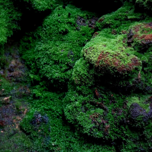 Close-up of green moss on a rock stone inspired by oakmoss and amber scent notes of Reverie Box Mossfall candle