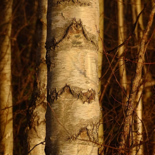 Close-up of a birch tree trunk with intricate patterns of forest branches inspired by Fogborn candle scent